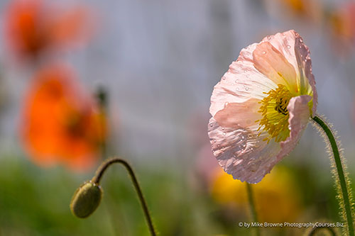 poppy in sunshine