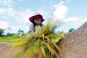 rice threshing 290