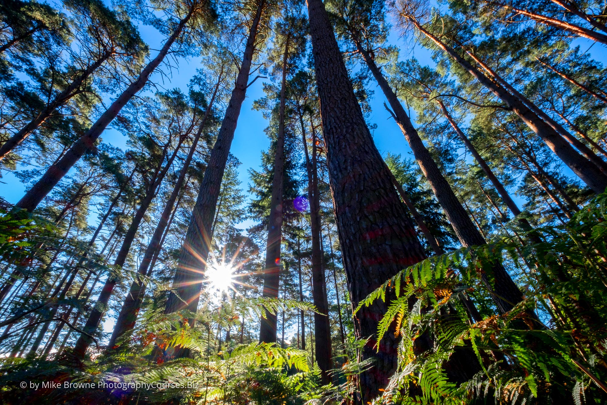 sun through trees