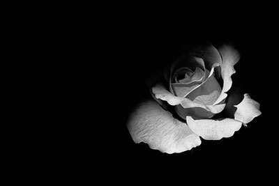 Walter Grossenburg rose